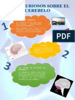 Datos Curiosos Cerebelo