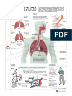 Info Aparato Respiratorio PDF