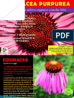 Equinacea Purpurea Completo