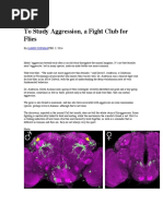 To Study Aggression, A Fight Club For Flies: Science