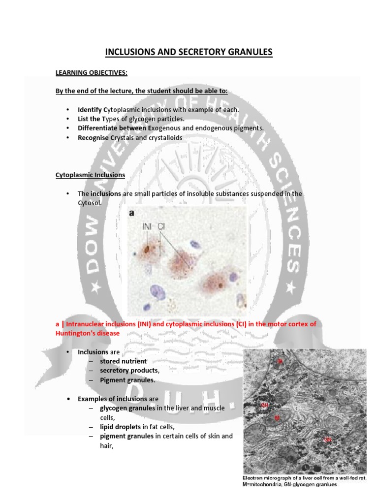 Cytoplasmic Inclusions and Granules | PDF | Cytoplasm | Staining