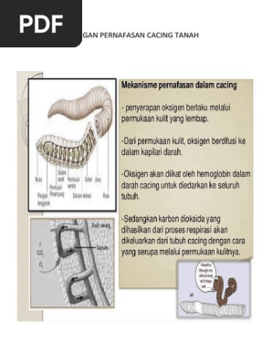 Organ Pernafasan Cacing Tanah