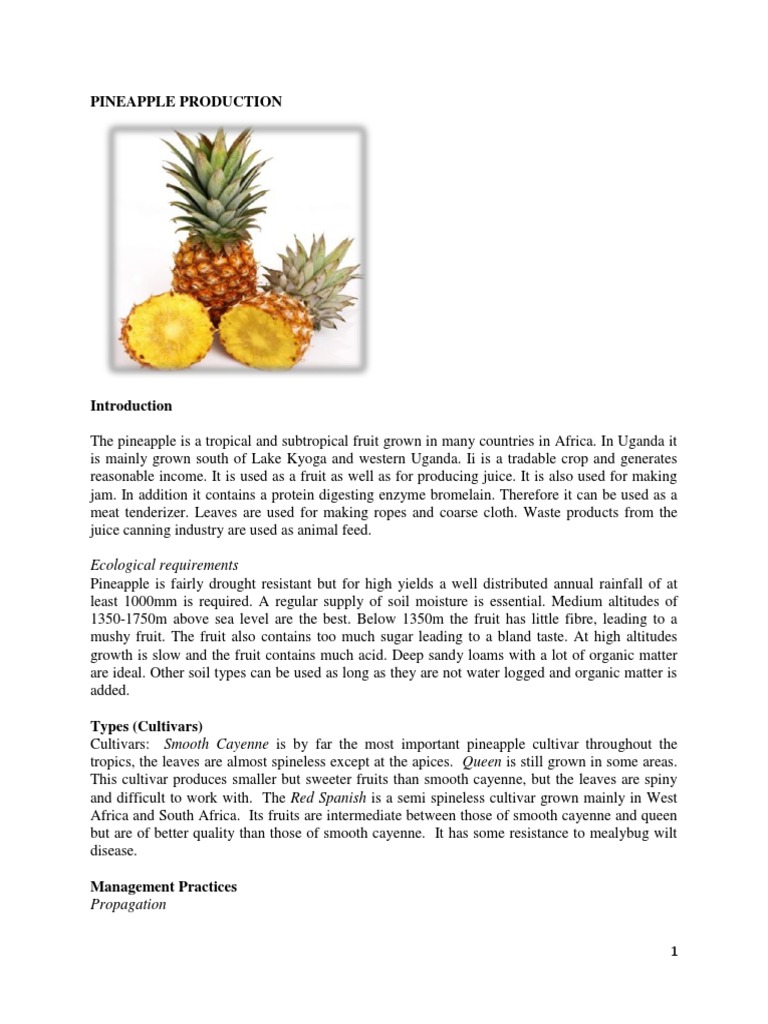 PINEAPPLE PRODUCTION.pdf Pineapple Weed