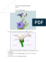 Alcatuirea Florii PDF