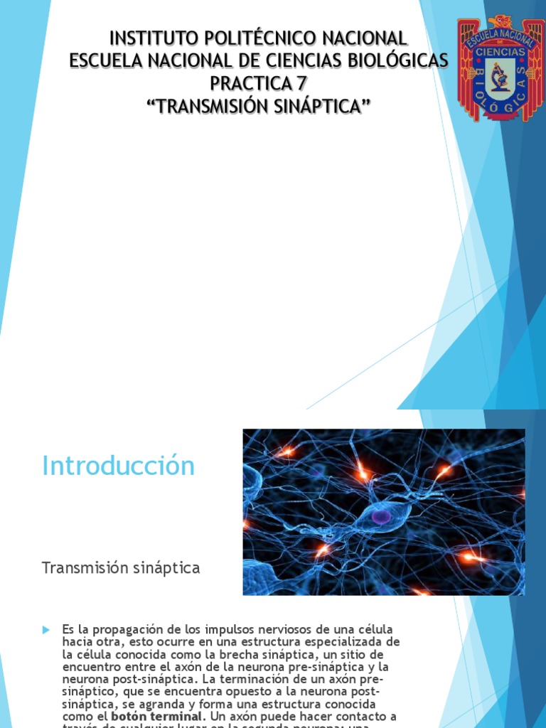 Seminario Transmision Sinaptica | PDF | Sinapsis | Sinapsis química