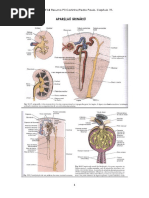 Aparelho Urinário Bruna Campos 2011.2