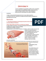 tarea sobre fibras musculares tipo 1, 2a y 2b