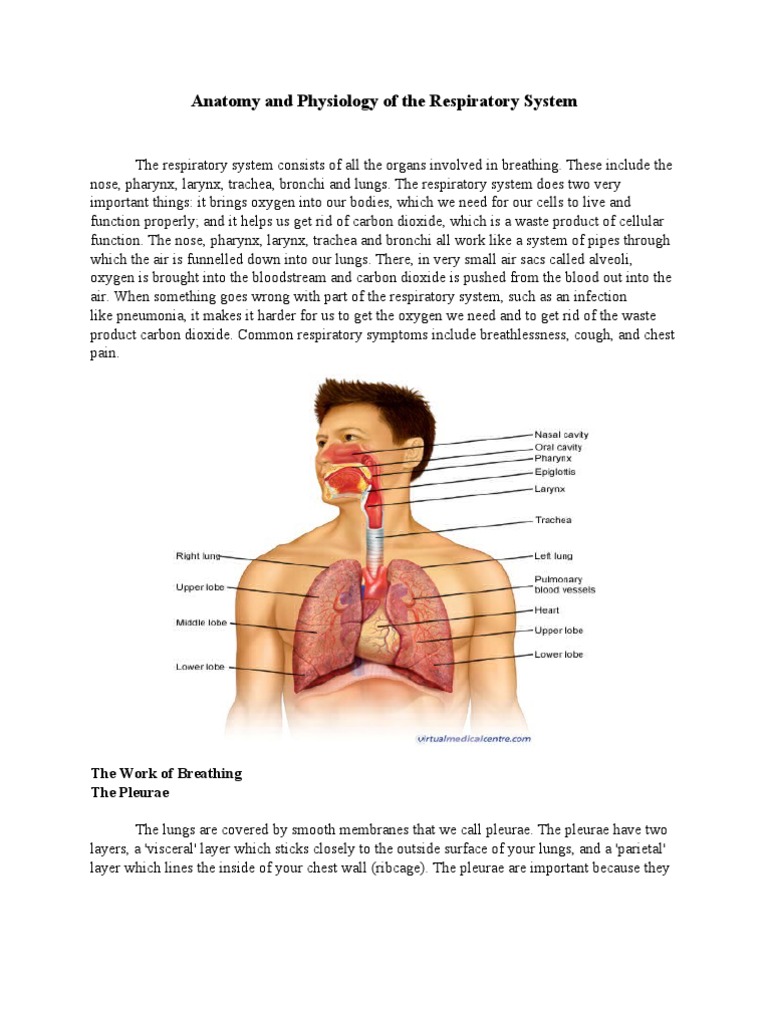 Respiratory System Anatomy & Physiology | PDF | Respiratory Tract | Lung
