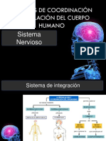 Sistema Nervioso