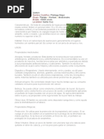 Enciclopedia De Plantas Medicinales Plantas Medicinales Hoja