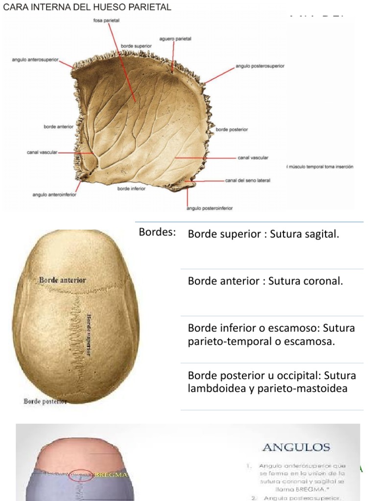 anatomia-del-hueso-parietal-y-lobulo-pdf