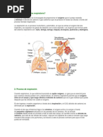 Sistema Respiratorio