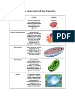 Organelos celulares y sus funciones