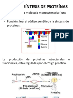 Replicación Del ADN