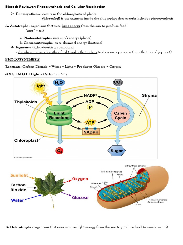 Photosynthesis and Cellular Respiration | PDF | Cellular Respiration |  Photosynthesis