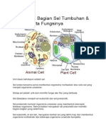 Ketahui 17 Bagian Sel Tumbuhan