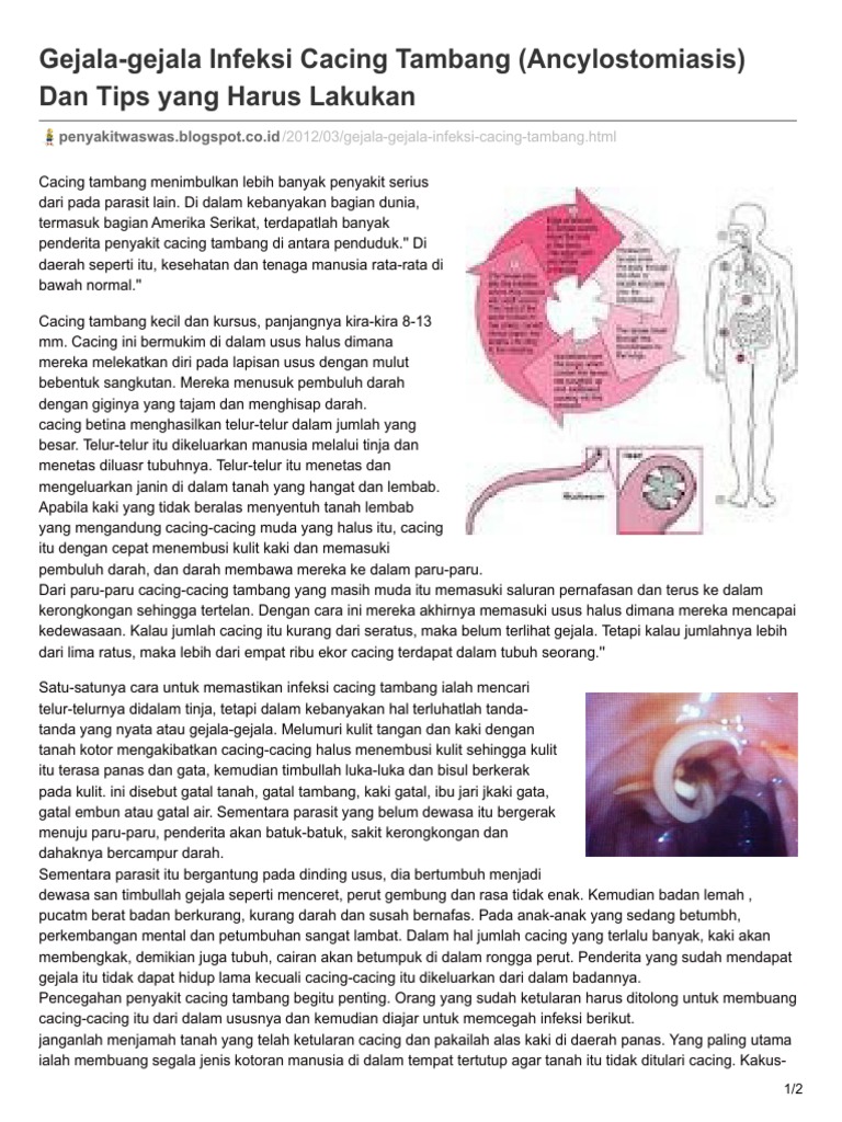 Gejala-Gejala Infeksi Cacing Tambang Ancylostomiasis Dan Tips Yang ...