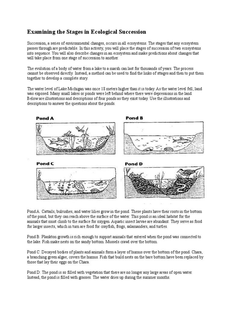 Examining The Stages in Ecological Succession  Pond  Lake In Ecological Succession Worksheet Answers