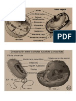 CELULAS 1