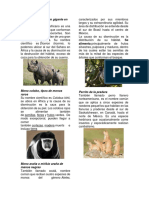 Animales en Peligro de Extinsion