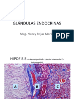 07 - Glándulas Endócrinas Fotos