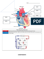 Worksheet - Circulatory System