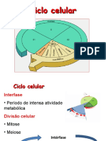 Ciclo celular e divisão celular