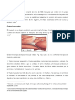 sistema-muscular (1).pdf