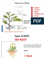 Parts of A Plant: Steam Leaves Buds Flowers and Fruits