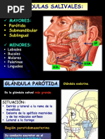 Anatomía de la Glándula Parótida | PDF | Anatomía humana | Cabeza y ...