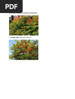 Kalachuchi Tree: A Philippine Icon | PDF