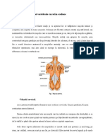 2 2 Muscularura Coloanei