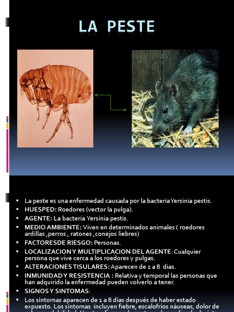 La Peste | PDF | Peste (enfermedad) | Epidemiología