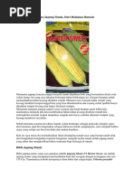 Teks Contoh Surat Keterangan Kerja Dalam Bahasa Inggris