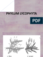Phylum Lycophyta