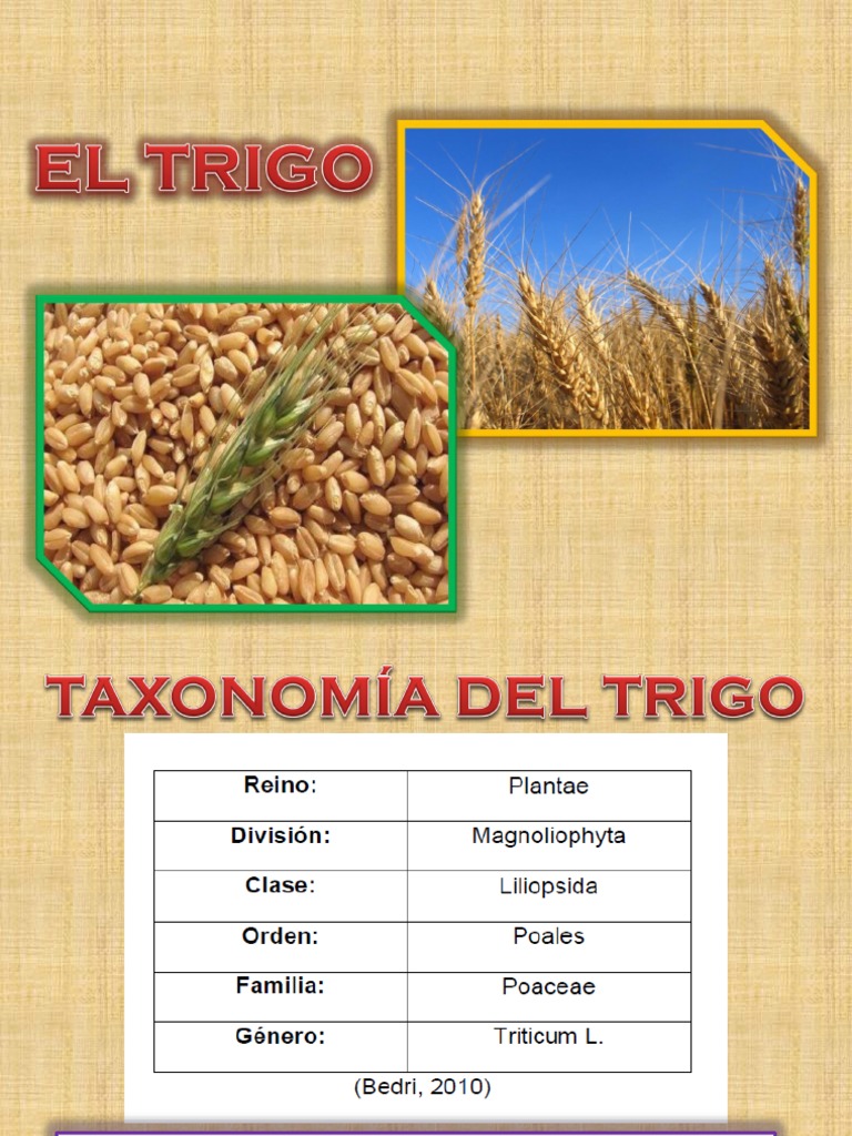 Estructura y Composición del Trigo | PDF | Cereales | Carbohidratos