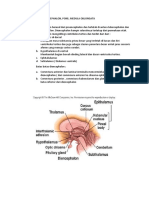 Rangkuman Diencephalon