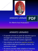 13 APARATO URINARIO1