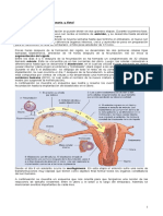 Desarrollo embrionario y fetal: guía completa