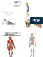Sistema Esqueletico Humano