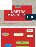 Uretra Masculina