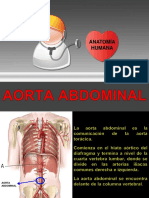 Aorta Abdominal