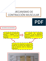 Mecanismo de Contracción Muscular