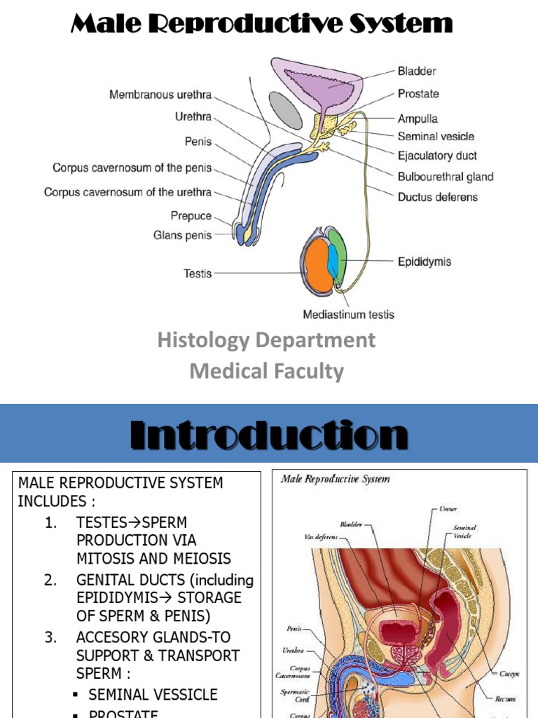 Anatomy Of Male And Female Reproductive System Pdf Reproductive