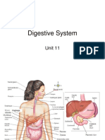 Unit 11 Digestive System Student