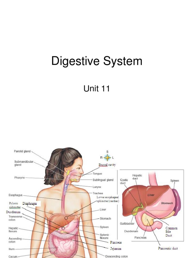 Unit 11 Digestive System Student Human Digestive System