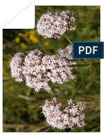 Valeriana Officinalis Planta