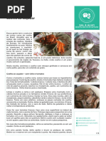 20170609 Coelho Cacador Salcomalho