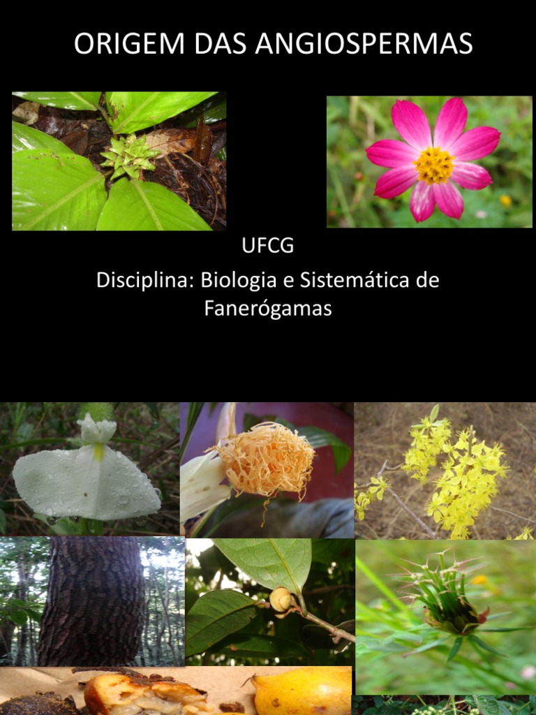 Origem e Evolução das Angiospermas | PDF | Flores | Pólen