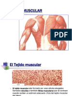 Tejido Muscular 1202832509312749 4